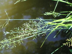 Poa nemoralis