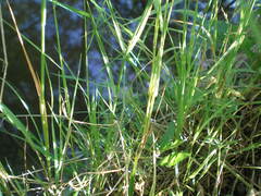 Poa nemoralis