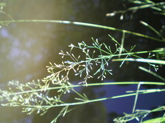 Poa nemoralis