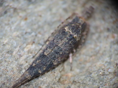Machilinae