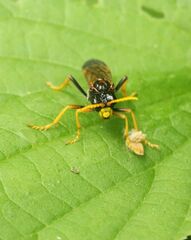 Tenthredo campestris