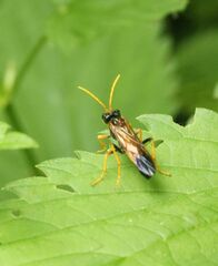 Tenthredo campestris