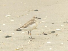 Charadrius obscurus aquilonius