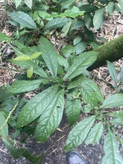 Cordia alliodora