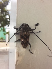 Steirastoma histrionicum