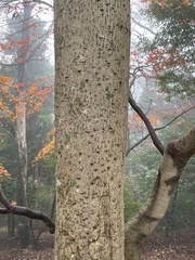 Zanthoxylum ailanthoides ailanthoides