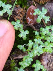 Sedum pedicellatum
