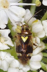 Orthops