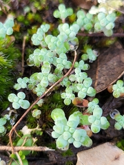 Sedum pedicellatum