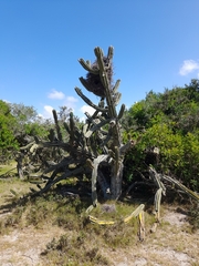 Cereus hildmannianus