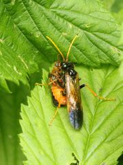 Tenthredo campestris