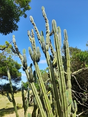 Cereus hildmannianus