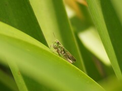 Orphulella punctata