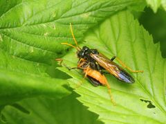 Tenthredo campestris