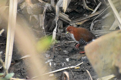 Laterallus leucopyrrhus