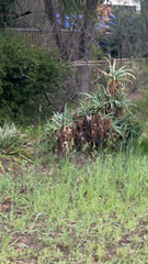 Aloe arborescens