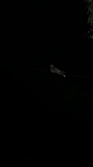 Caprimulgus macrurus