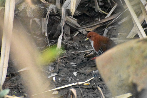 Red-and-white Crake (Rufirallus leucopyrrhus), photo 7