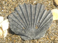Pecten novaezelandiae
