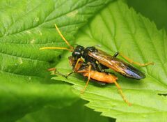 Tenthredo campestris