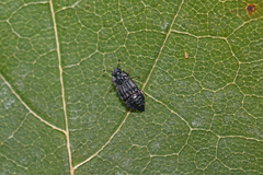 Micropeplus