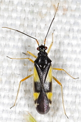 Dryophilocoris flavoquadrimaculatus