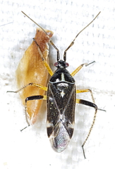 Harpocera thoracica
