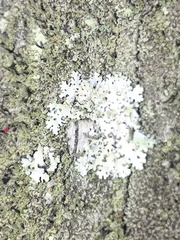 Heterodermia albicans