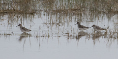 Calidris falcinellus