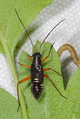 Miris striatus
