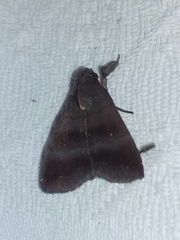 Rejectaria lysandria