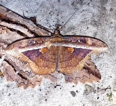 Hemeroblemma opigena