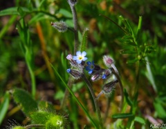 Myosotis ramosissima