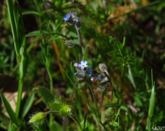 Myosotis ramosissima