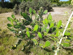 Opuntia arechavaletae