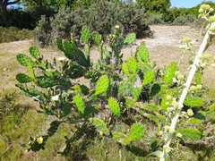 Opuntia arechavaletae