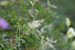 Holodiscus discolor discolor