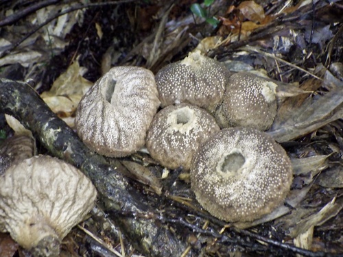 Lycoperdon perlatum