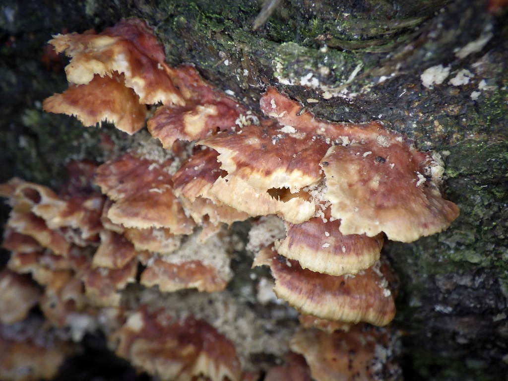 Irpex consors · December 2022 · photo: © re_nebel (iNaturalist, cc-by)