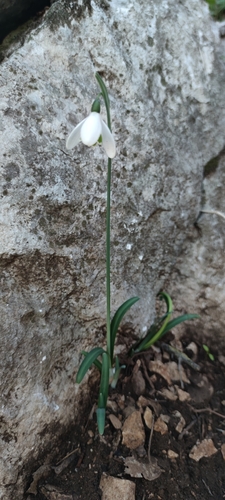 Snowdrop (Galanthus peshmenii)