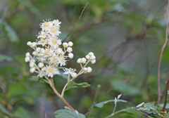 Holodiscus discolor discolor