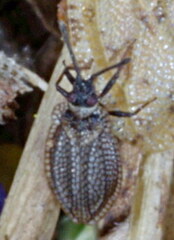 Acalypta carinata