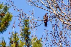 Patagioenas araucana