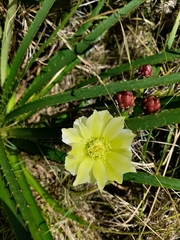 Opuntia arechavaletae