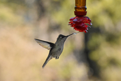 Sephanoides sephaniodes