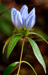 Gentiana decora