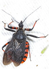 Rhynocoris annulatus