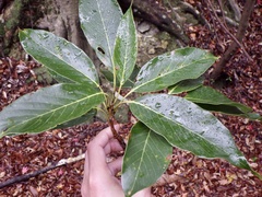 Quercus acuta