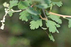Holodiscus discolor discolor