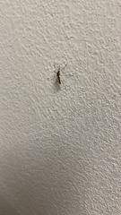 Culex quinquefasciatus